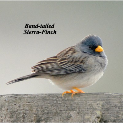 Band-tailed Sierra Finch